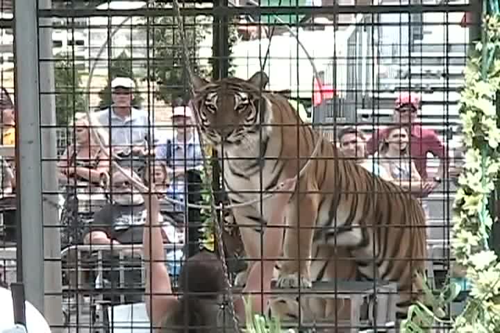 Thumbnail image for Sports and Entertainment Today_Fair.gator.lion